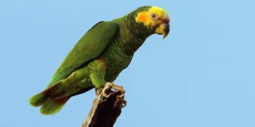 Yellow-faced parrot