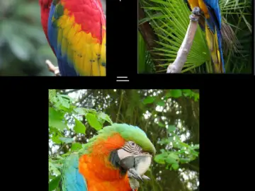catalina macaw