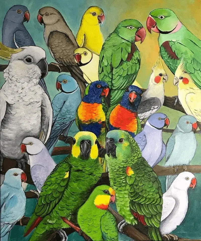 drawing parrot art