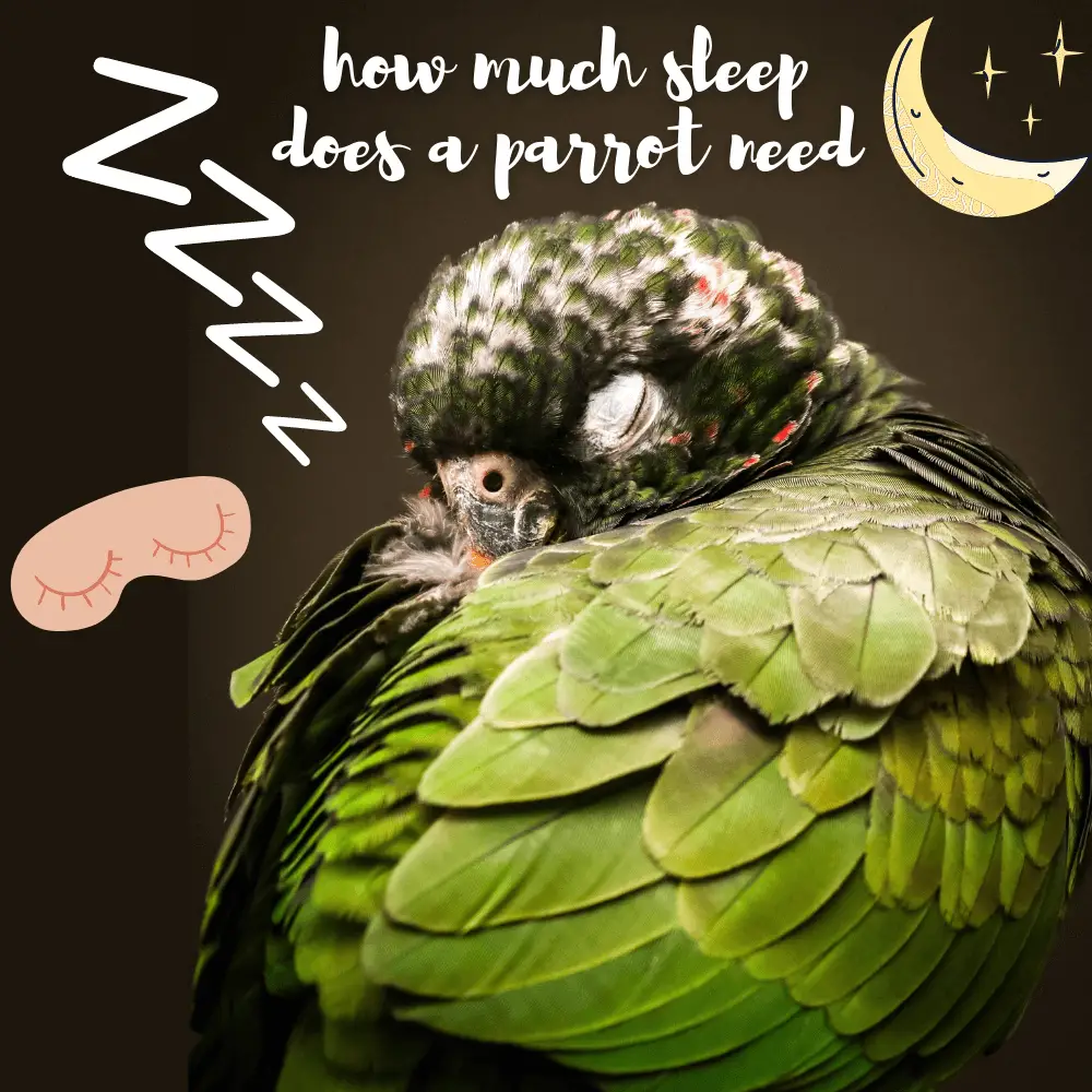 how much sleep does a parrot need