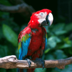 macaw scarlet