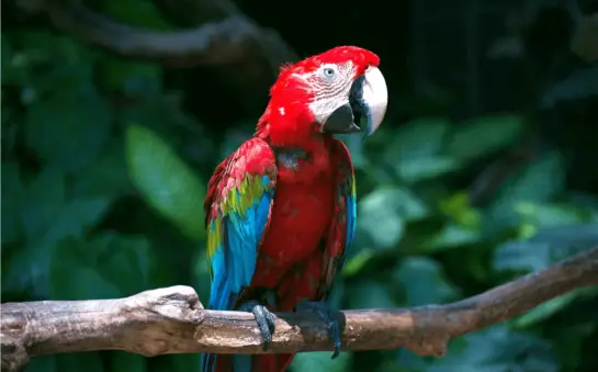 Quiz bird - What Type Of Parrot Will Make The Best Pet For You