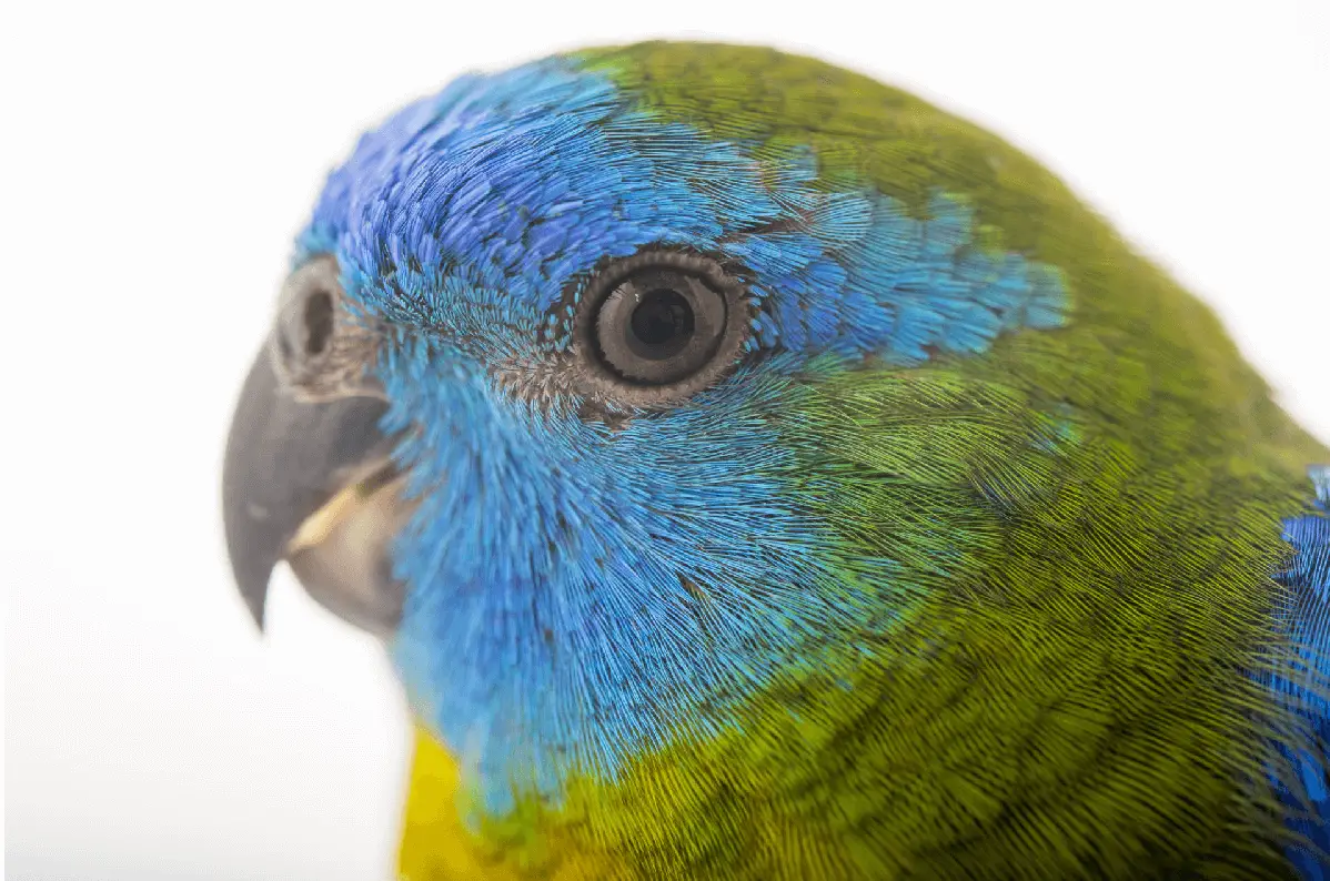 parrot Turquoise
