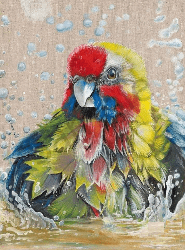 parrots drawing art