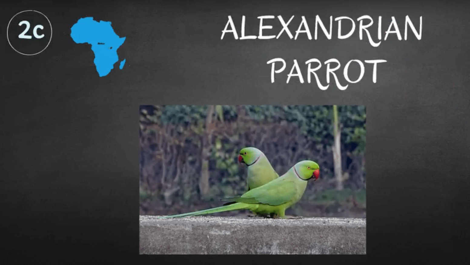 where do alexandrian parrots live