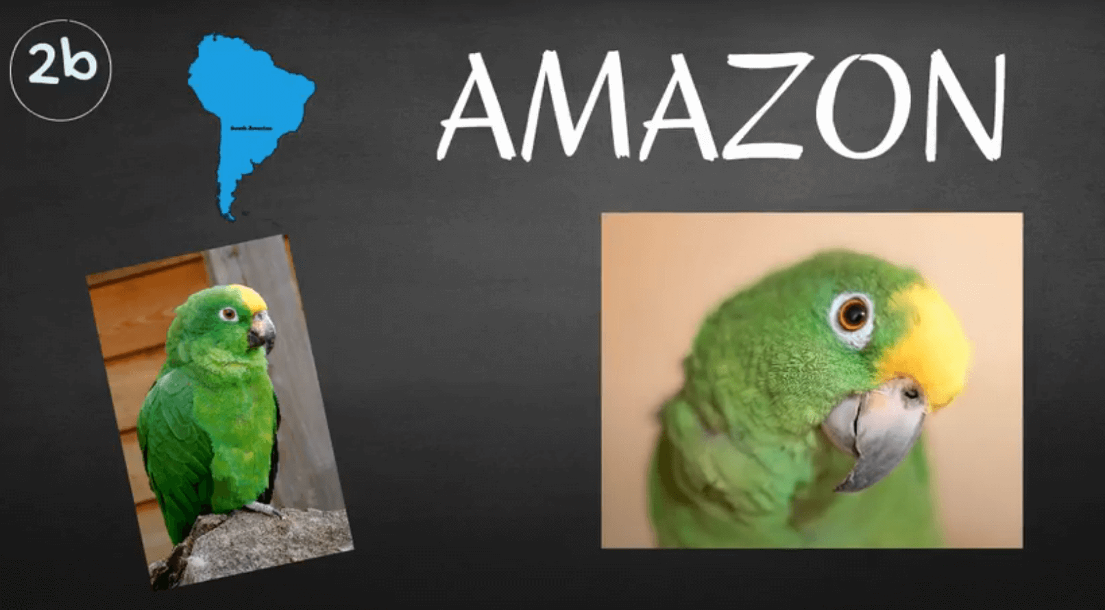 where do amazon parrots live 