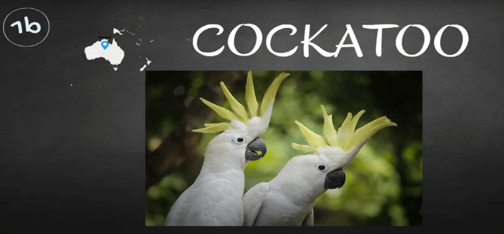 where do cockatoo parrots live