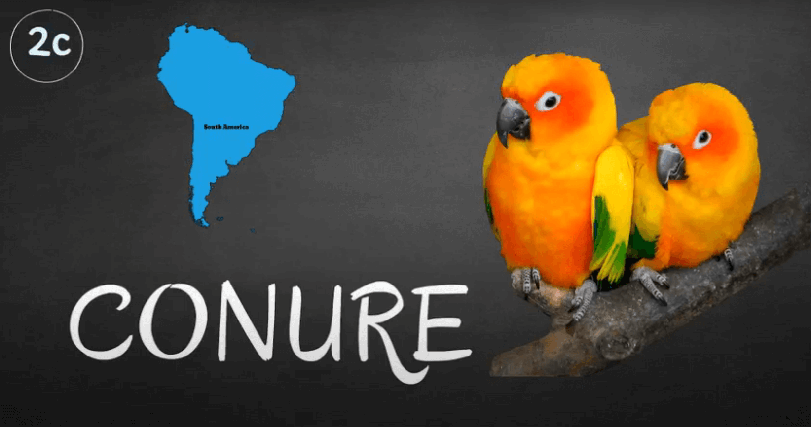 where do conure parrots live 