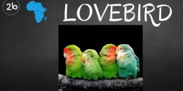 where do lovebird parrots live