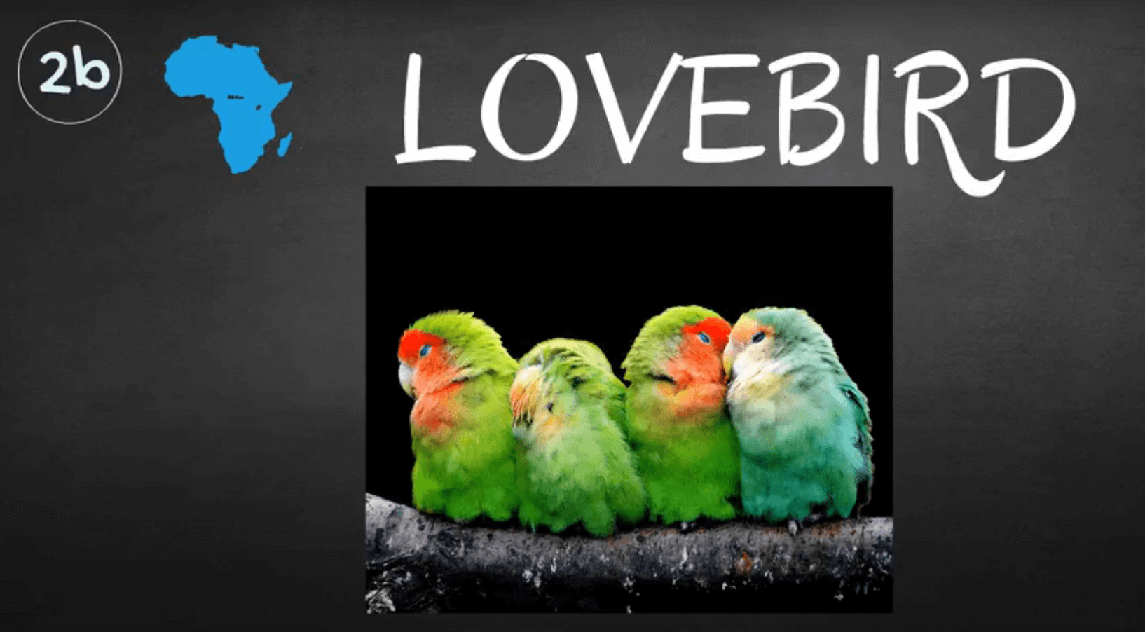 where do lovebird parrots live 