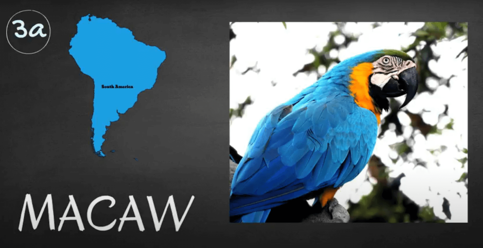 where do macaw parrots live 