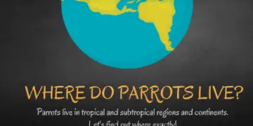 where do parrot live