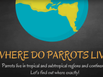 where do parrot live
