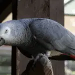 African Grey Parrot plays the song