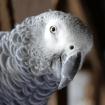 African Grey Parrot said Happy Birthday