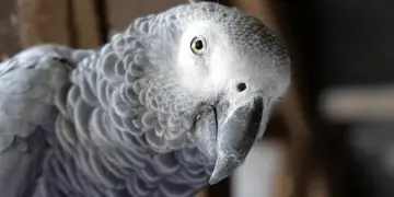 African Grey Parrot said Happy Birthday