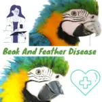 Beak and feather disease