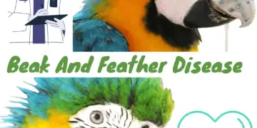 Beak and feather disease