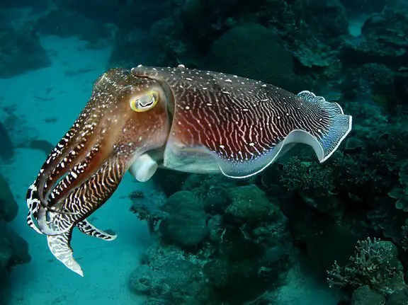 Cuttlefish for bird