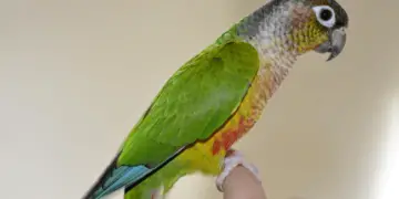 Green-cheeked parakeet