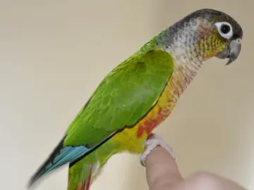 Green-cheeked parakeet