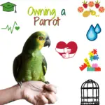Owning a Parrot