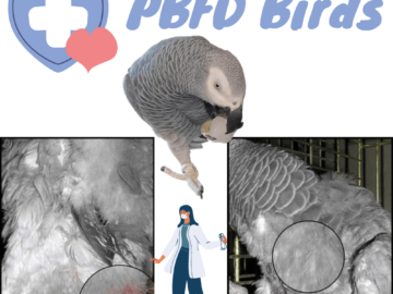 PBFD Birds