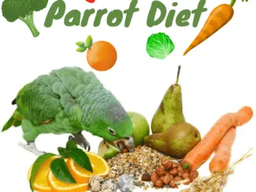 Parrot diet