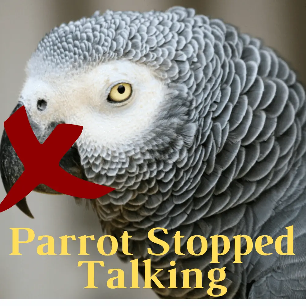 Parrot stopped talking