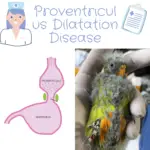 Proventriculus Dilatation Disease