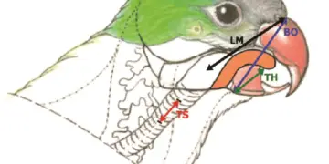 Why and How parrots Talk