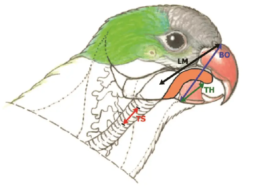 Why and How parrots Talk