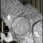 beak and feather disease