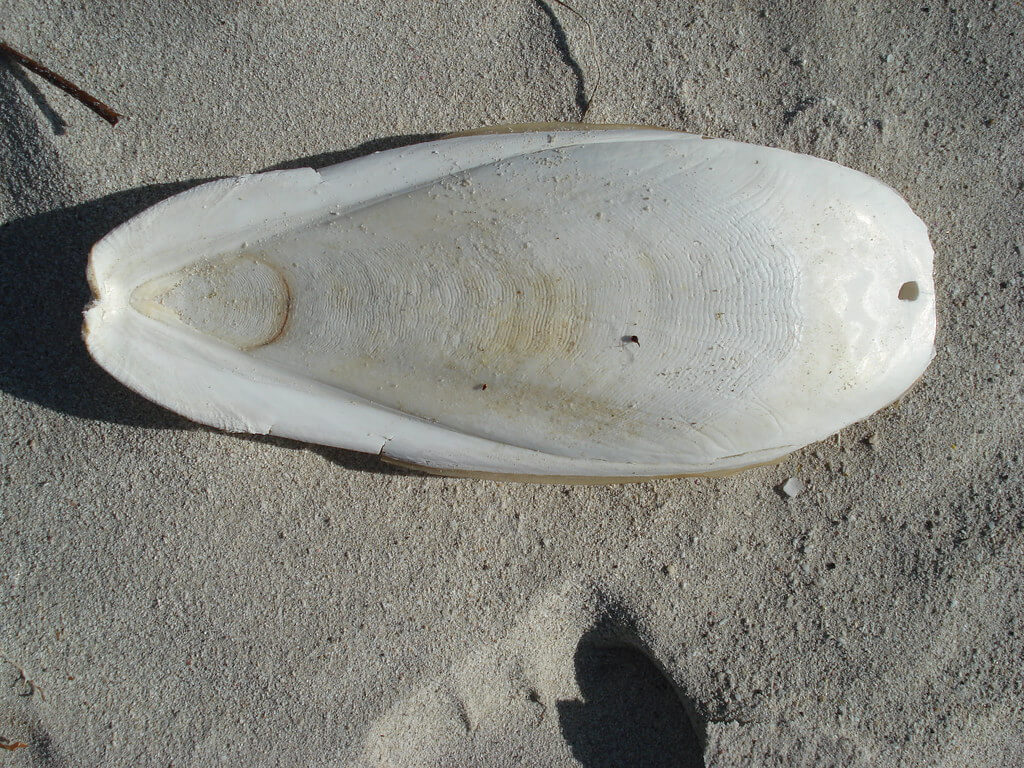 cuttlefish bone bird