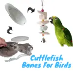 cuttlefish bones for birds