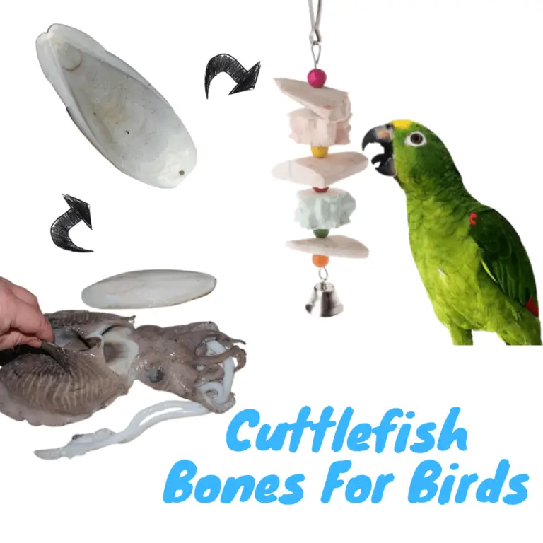 2-7pcs Cuttle Fish Bones For Tortoises Parrotts Birds Reptile Pet Calcium Bone 