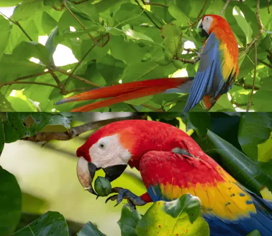 Macaw Parrot - Diet Personality intelligence and care Macaw Care Guide