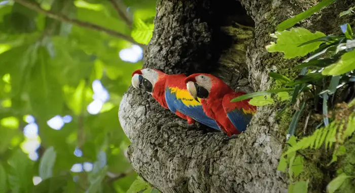 macaw breeding