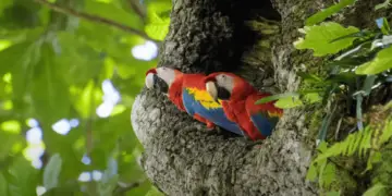 macaw breeding