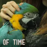 macaws need so much time