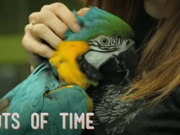macaws need so much time