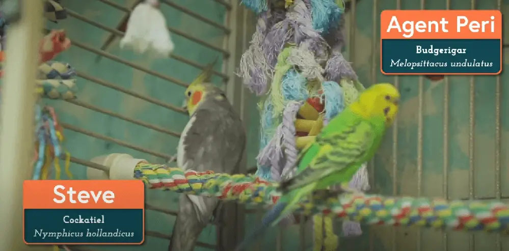 parrot birds roompng
