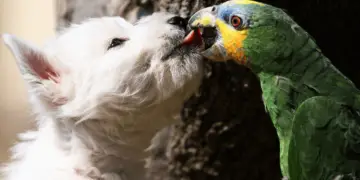 parrot love