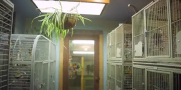 parrot room