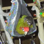parrots reproduction