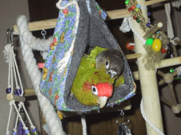 parrots reproduction
