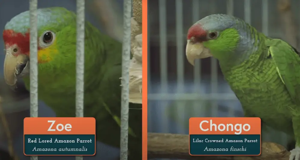 parrots room
