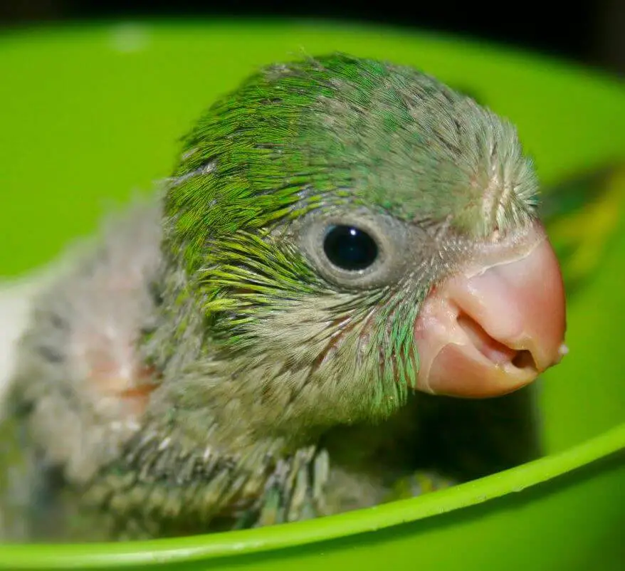quaker parrot baby