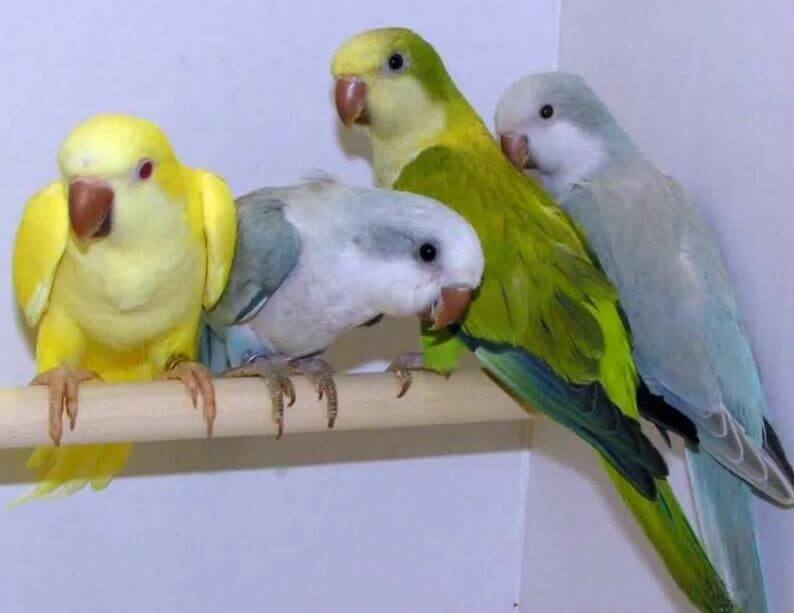 quaker parrot colours
