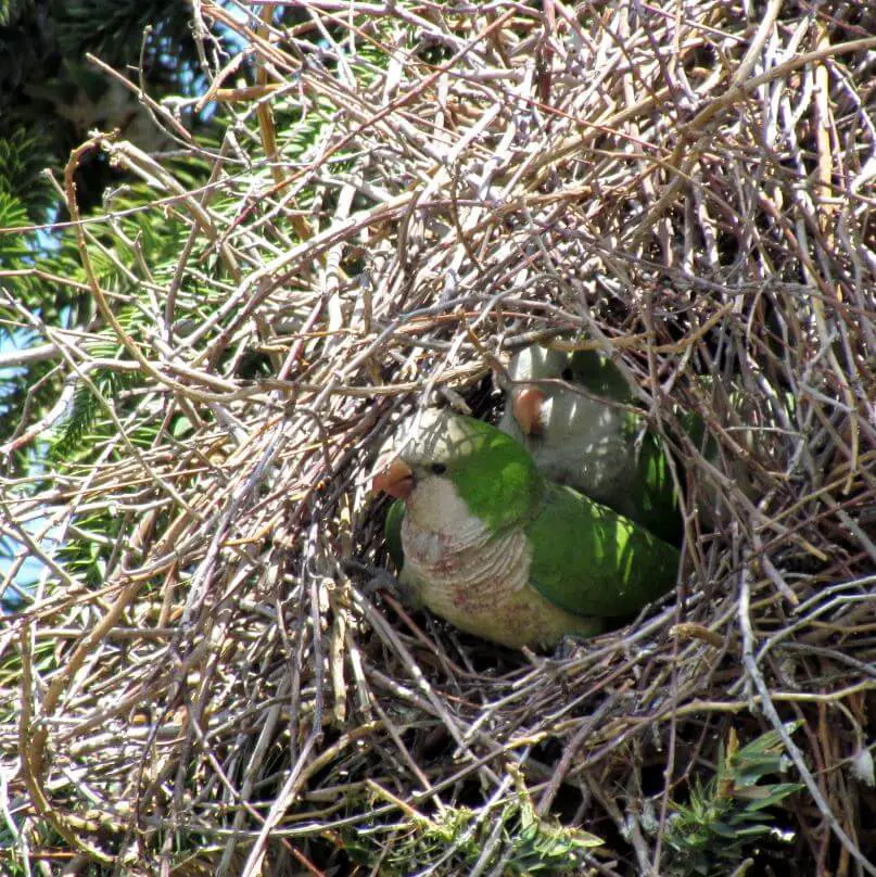 quaker parrot nest